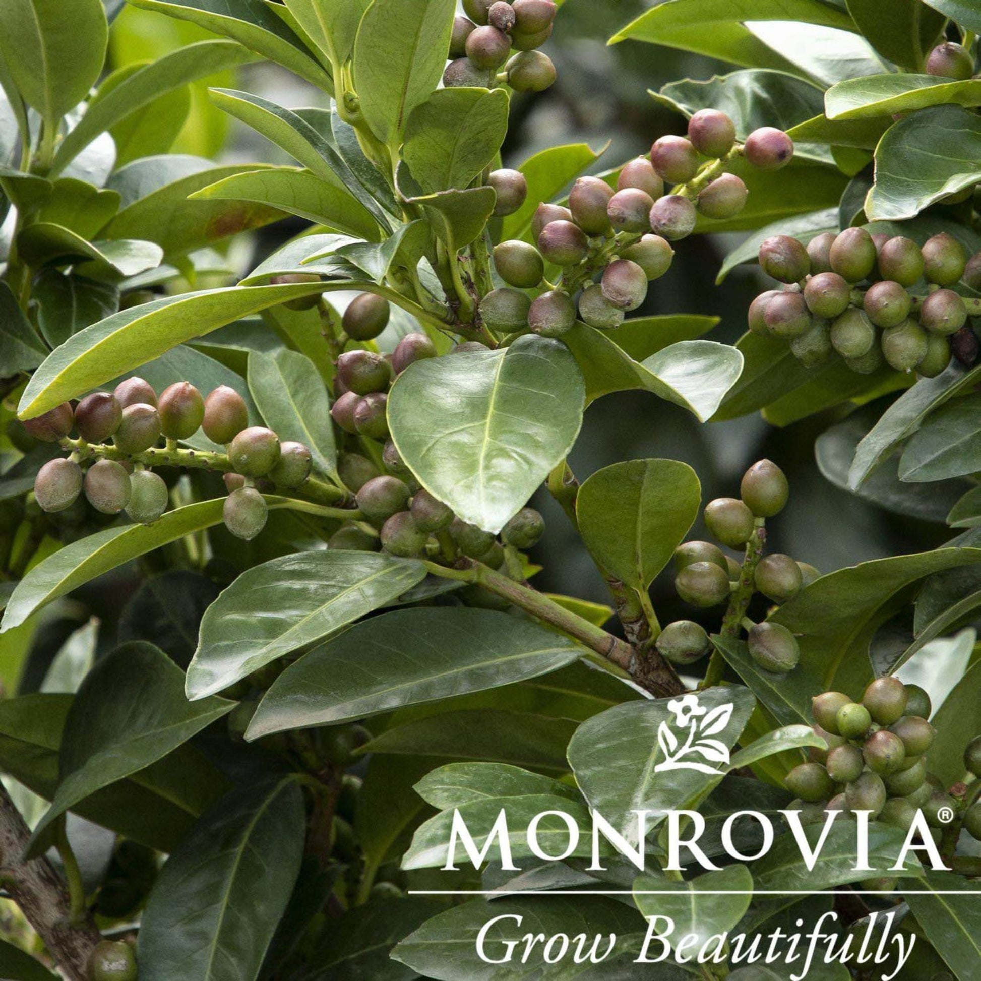 Volcano Cherry Laurel Topiary plant with glossy leaves and berry clusters Monrovia on Tampa Home & Garden Store