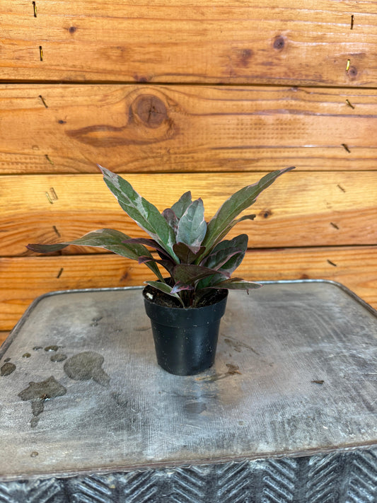 Pseuderanthemum atropurpureum Tricolor, 2" Plant - Tampa Home & Garden Store