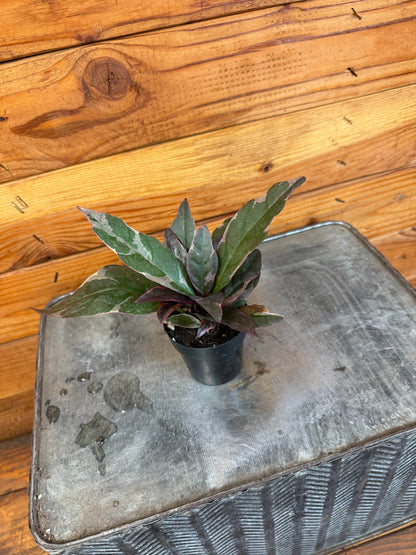 Pseuderanthemum atropurpureum Tricolor, 2" Plant - Tampa Home & Garden Store