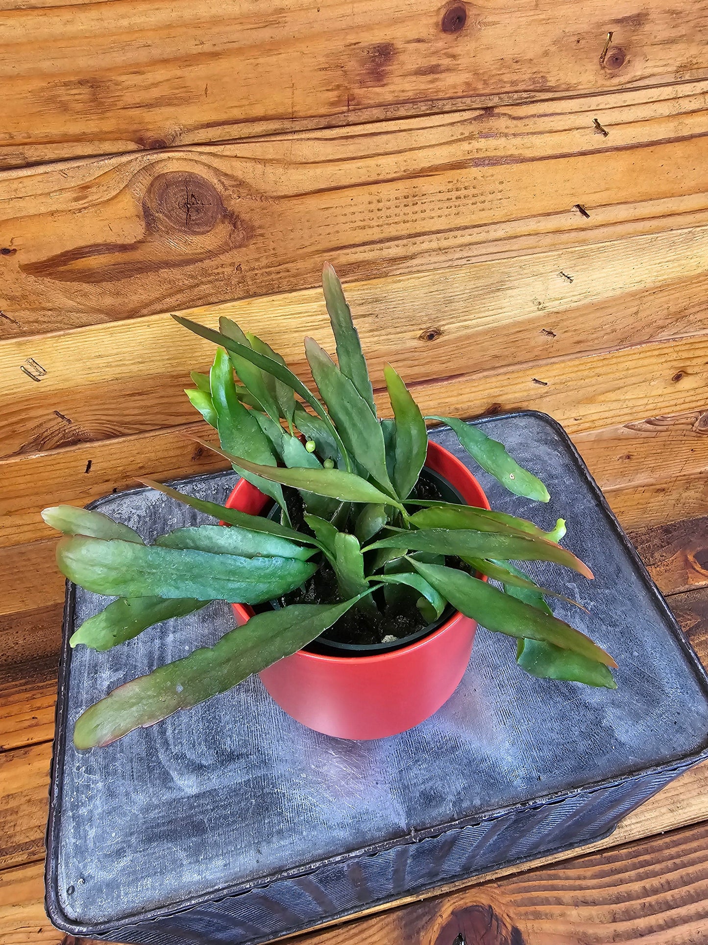 Pseudoripsalis Red Oval Orchid Cactus, 4" Plant - Tampa Home & Garden Store