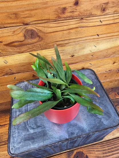 Pseudoripsalis Red Oval Orchid Cactus, 4" Plant - Tampa Home & Garden Store