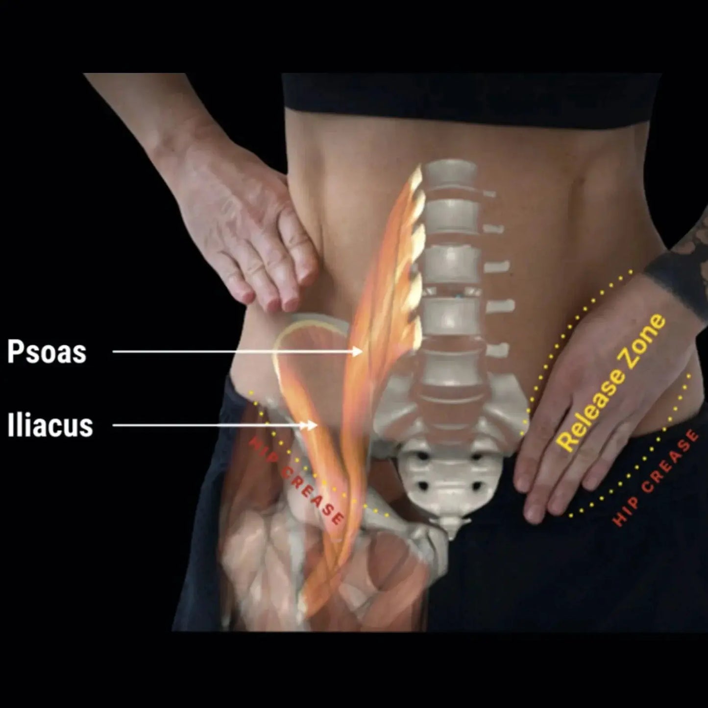 Hip Hook System muscle release tool Aletha Health shown on back with orange muscle overlay on Tampa Home & Garden Store