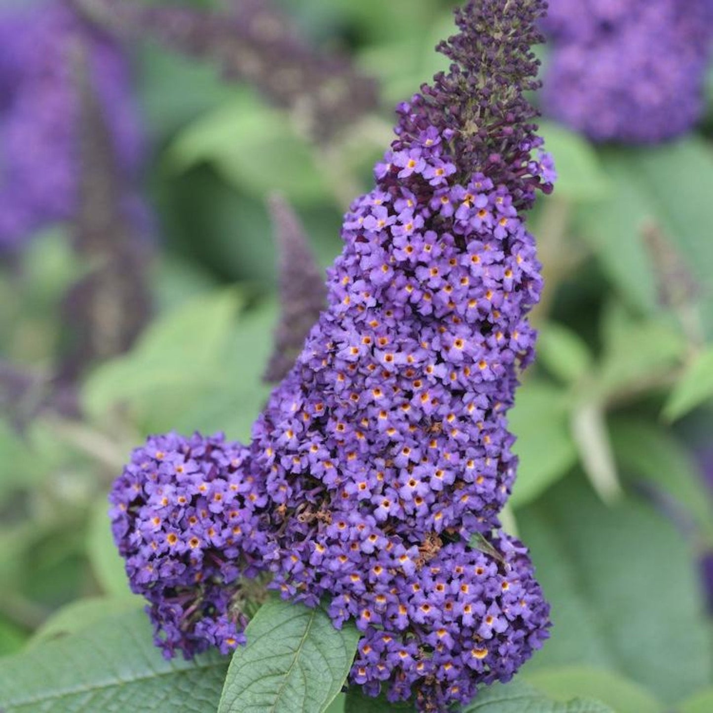 Pugster Blue Butterfly Bush plant with vivid purple flower spikes and green foliage on Tampa Home & Garden Store