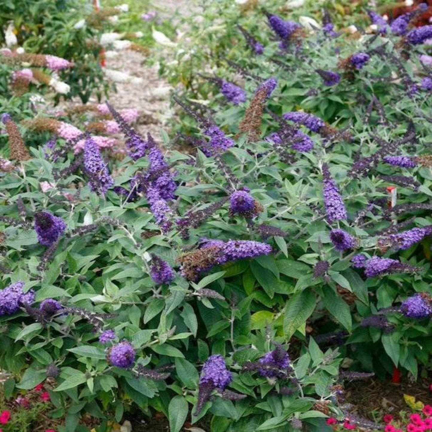 Pugster Blue Butterfly Bush plant with purple flower spikes and leaves Live Good Logistics on Tampa Home & Garden Store