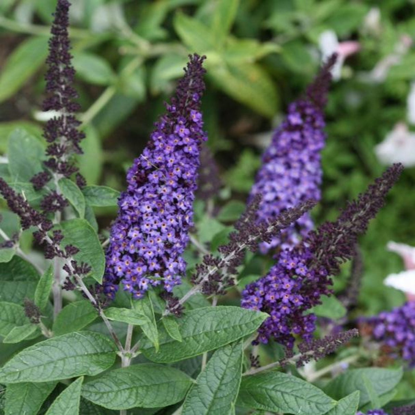 Pugster Blue Butterfly Bush plant with vibrant purple flower spikes and green leaves on Tampa Home & Garden Store