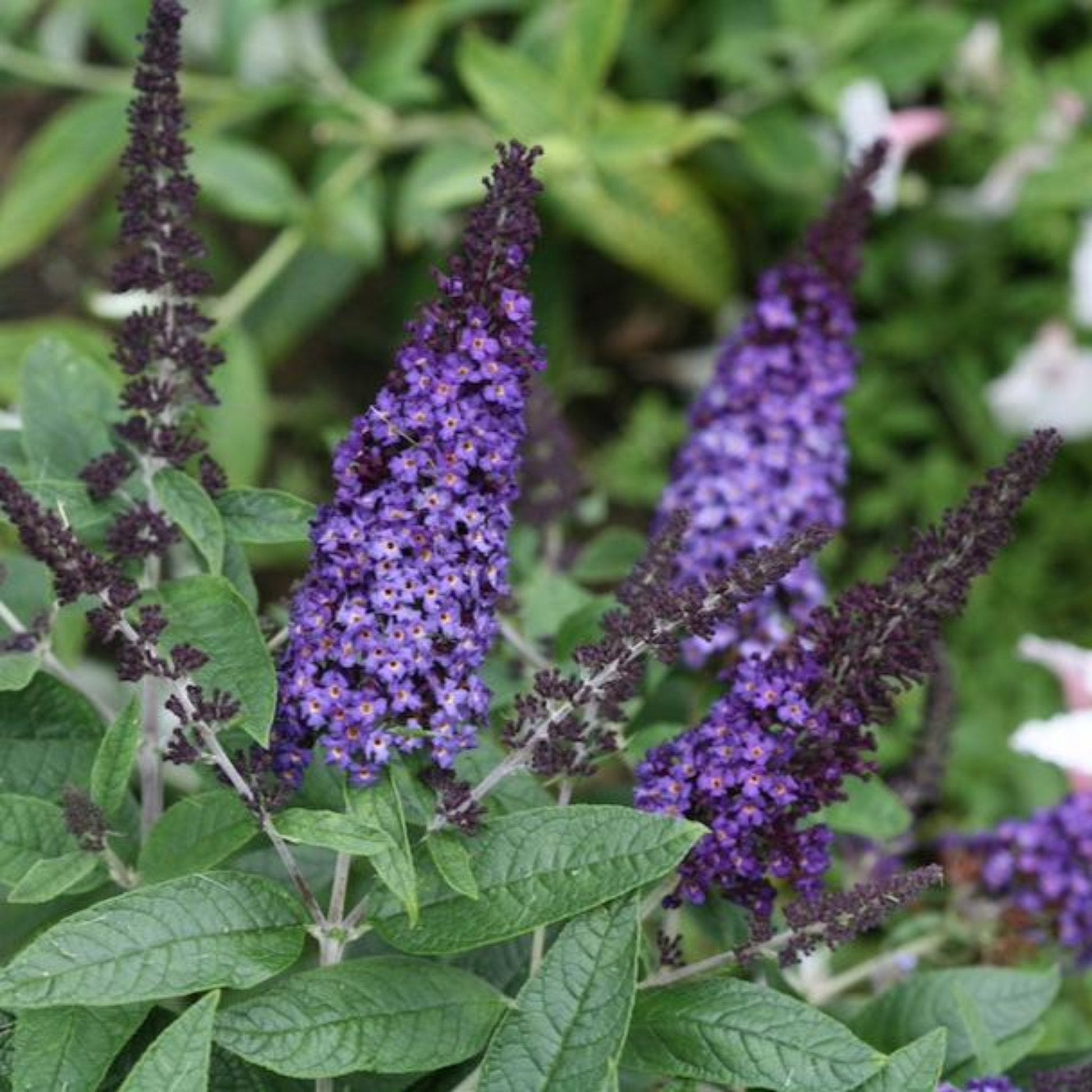 Pugster Blue Butterfly Bush plant with vibrant purple flower spikes and green leaves on Tampa Home & Garden Store