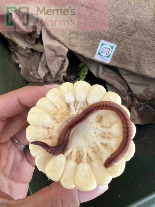 Pure European Nightcrawler Composting Worms (SC) - Tampa Home & Garden Store