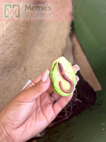 Pure European Nightcrawler Composting Worms (SC) - Tampa Home & Garden Store