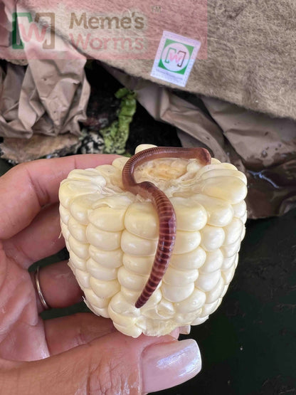 Pure European Nightcrawler Composting Worms (SC) - Tampa Home & Garden Store