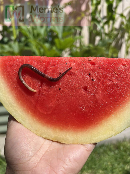 Pure Red Wiggler Composting Worms (SC) - Tampa Home & Garden Store