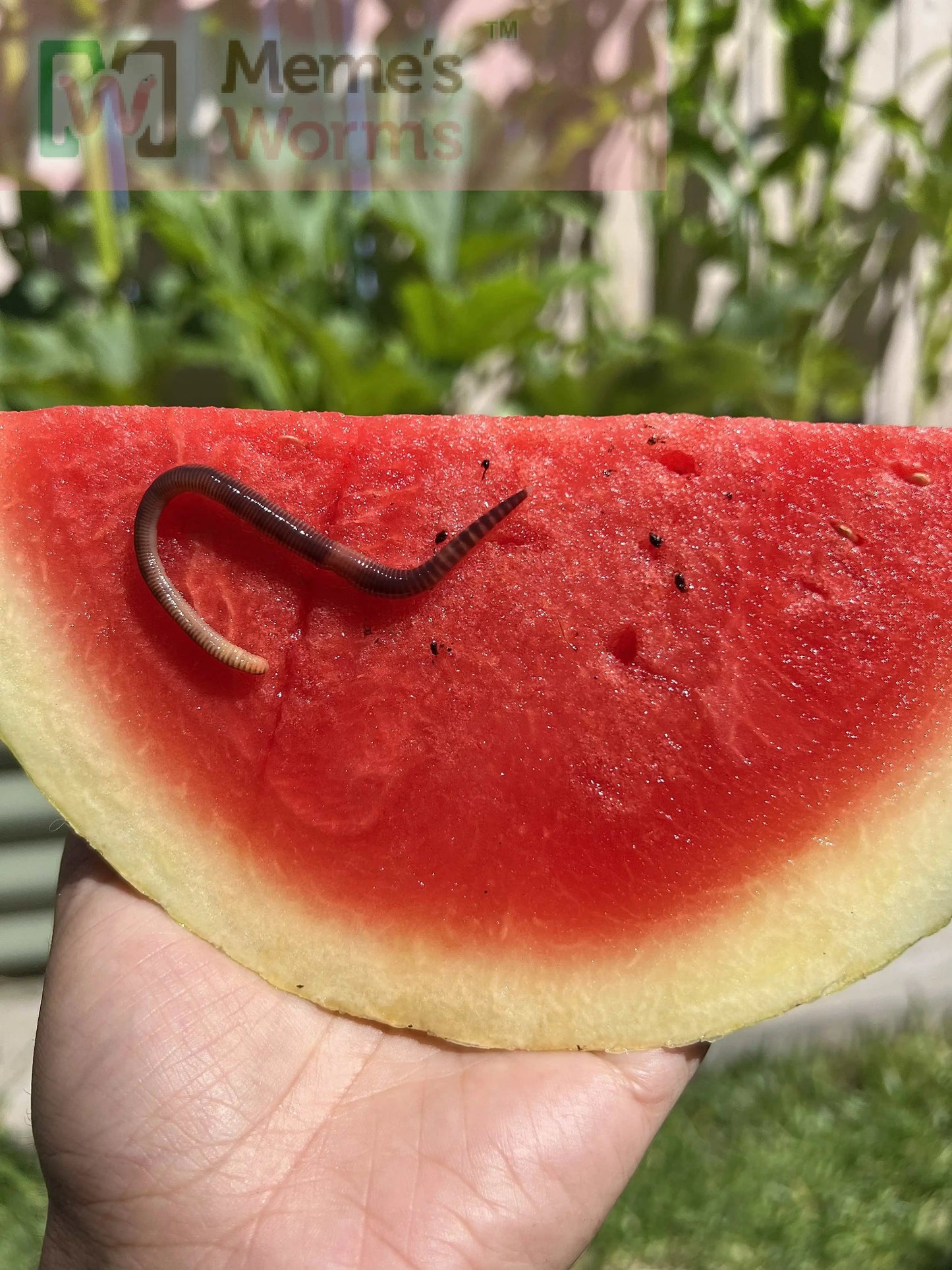 Pure Red Wiggler Composting Worms (SC)