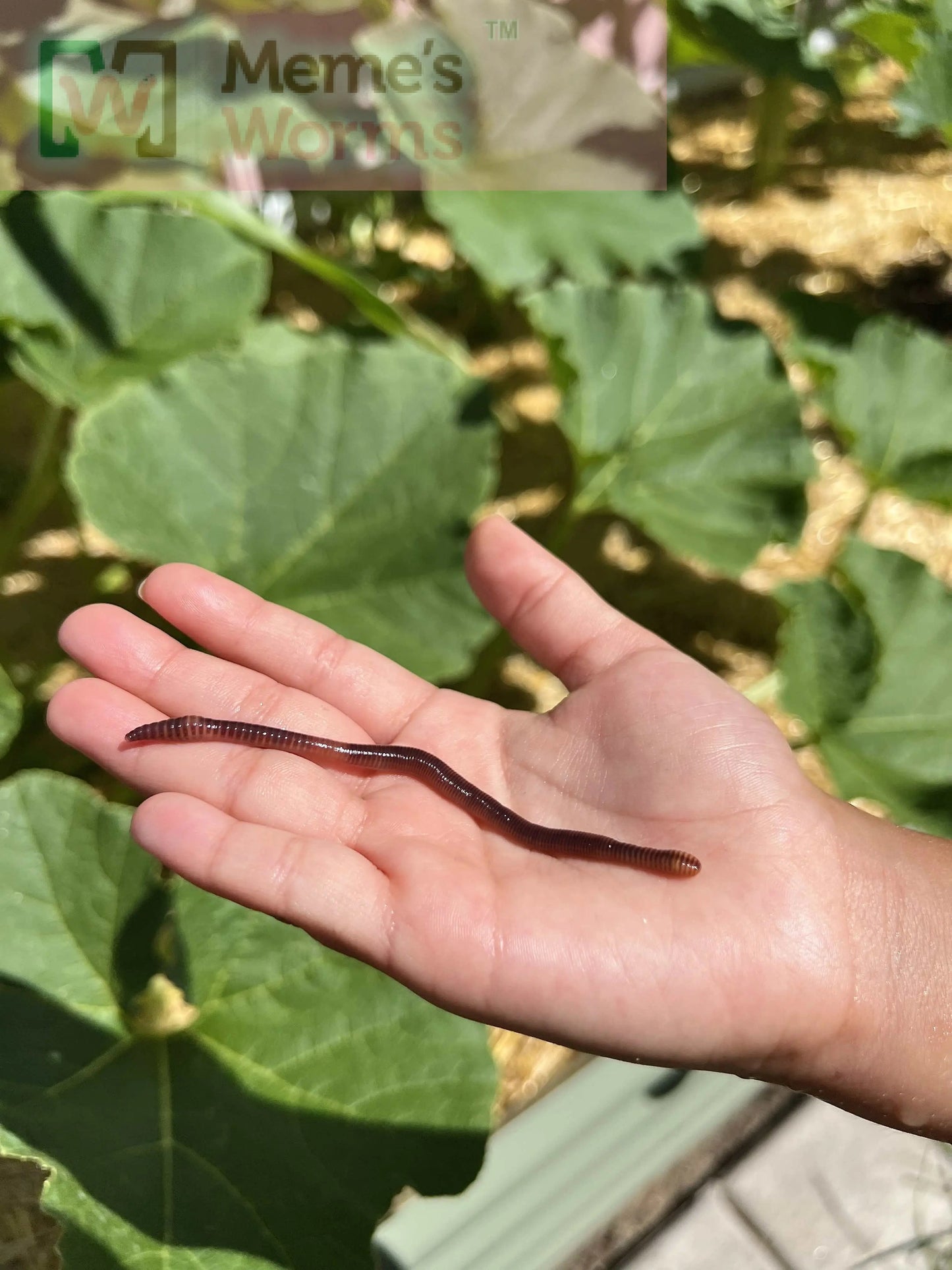 Pure Red Wiggler Composting Worms (SC)