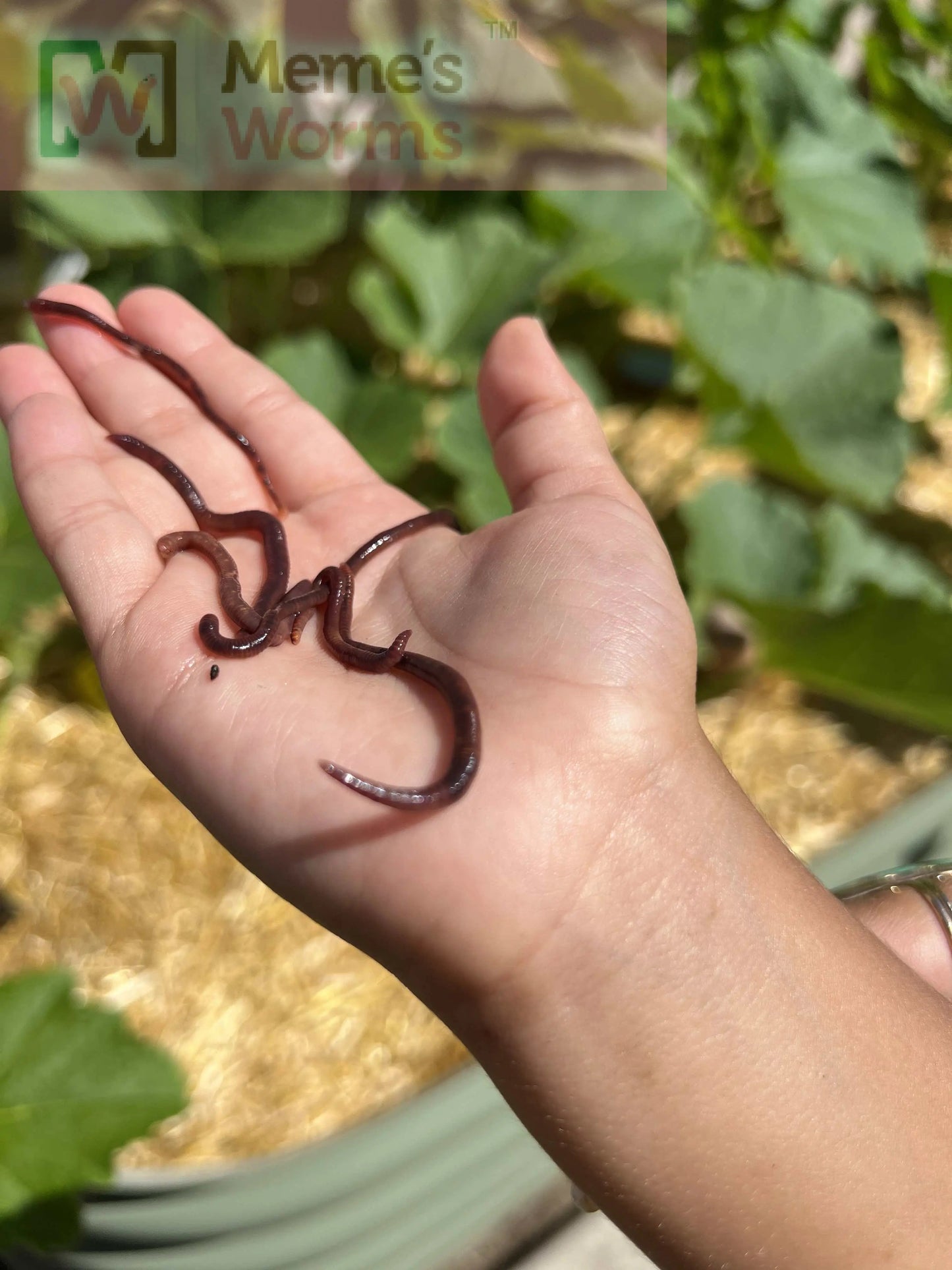 Pure Red Wiggler Composting Worms (SC)