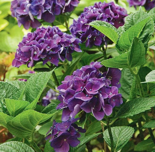 Purple Hydrangea Seeds - Beautiful Attractive Showy and Hardy Perennial Flowers - Tampa Home & Garden Store