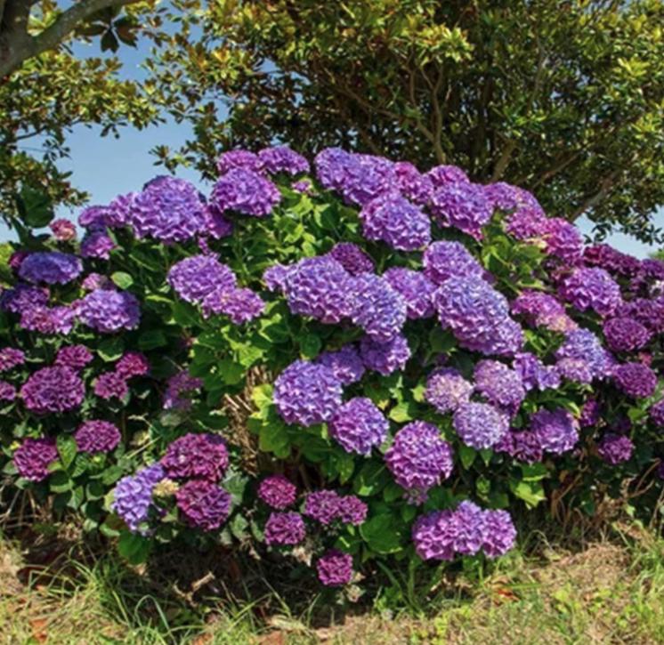 Purple Hydrangea Seeds - Beautiful Attractive Showy and Hardy Perennial Flowers - Tampa Home & Garden Store