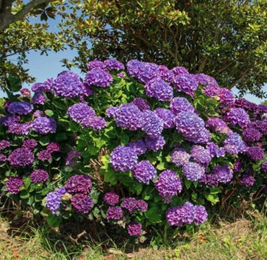 Purple Hydrangea Seeds - Beautiful Attractive Showy and Hardy Perennial Flowers - Tampa Home & Garden Store