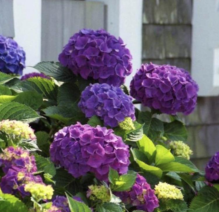 Purple Hydrangea Seeds - Beautiful Attractive Showy and Hardy Perennial Flowers - Tampa Home & Garden Store