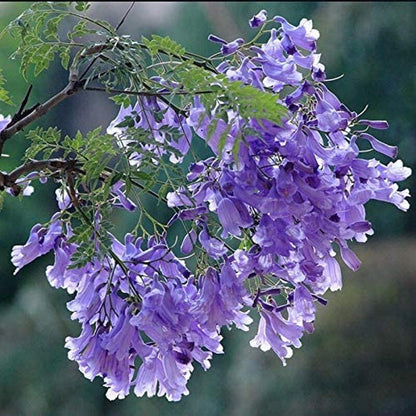 Purple Jacaranda - 20 Seeds - Mimosifolia Purple Flowers Tree - Tampa Home & Garden Store