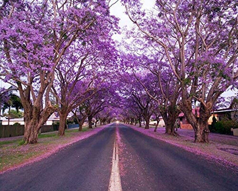 Purple Jacaranda - 20 Seeds - Mimosifolia Purple Flowers Tree - Tampa Home & Garden Store