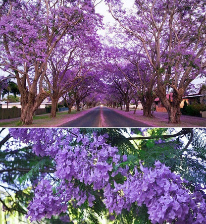 Purple Jacaranda - 20 Seeds - Mimosifolia Purple Flowers Tree - Tampa Home & Garden Store