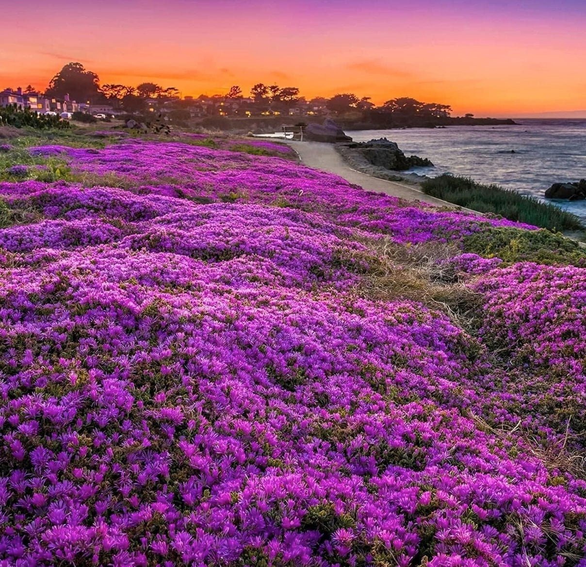 Purple Magic Creeping Thyme Seeds - Easy-Grow, Fragrant Ground Cover Plants, Open Pollinated - Thymus Serpyllum - Tampa Home & Garden Store