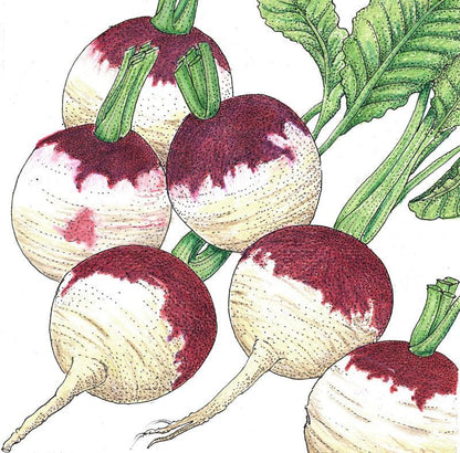 Purple Top White Globe Turnip Seeds (Organic) - Tampa Home & Garden Store