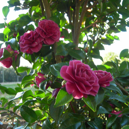 Purple Haze Camellia plant with pink double blooms and glossy leaves by Live Good Logistics on Tampa Home & Garden Store