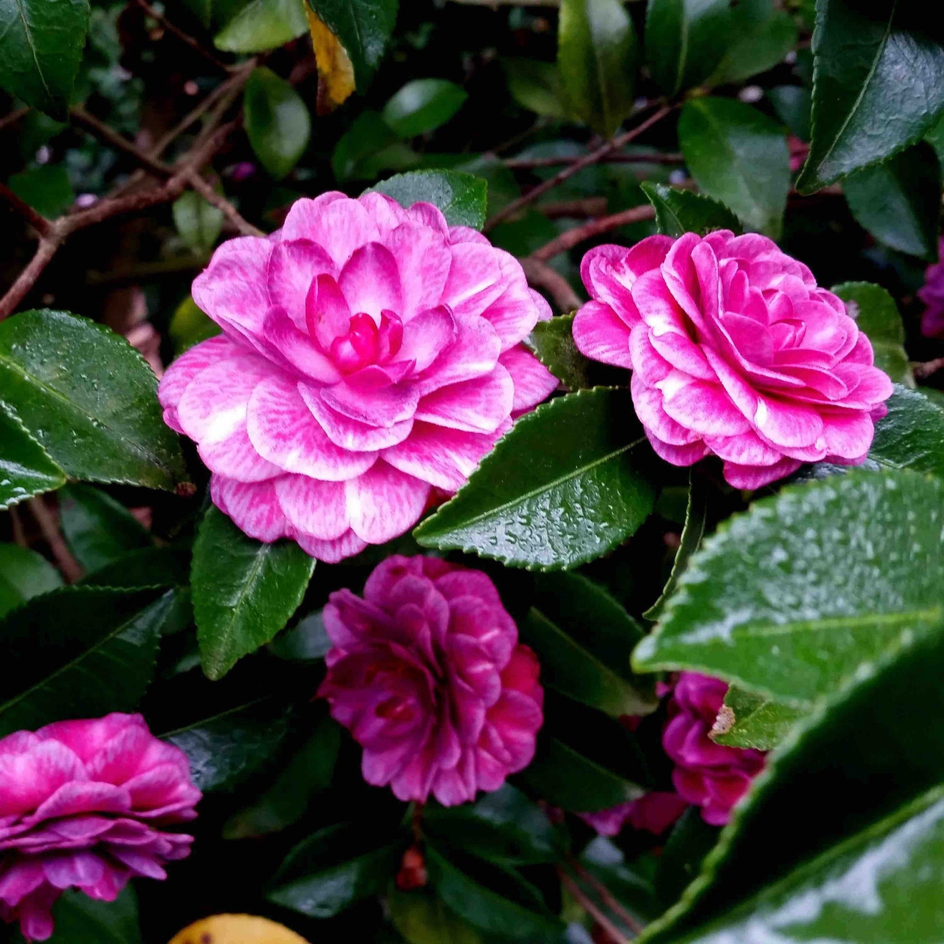 Purple Haze Camellia plant, pink double blooms, glossy green leaves, Live Good Logistics on Tampa Home & Garden Store