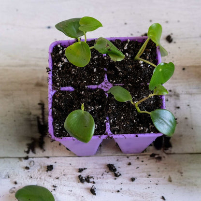 4 Cell Seed Tray Cell Plug Tray