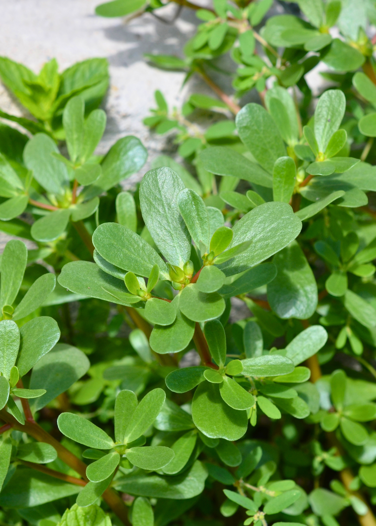Purslane herb groundcover with small oval succulent leaves on reddish stems on Tampa Home & Garden Store
