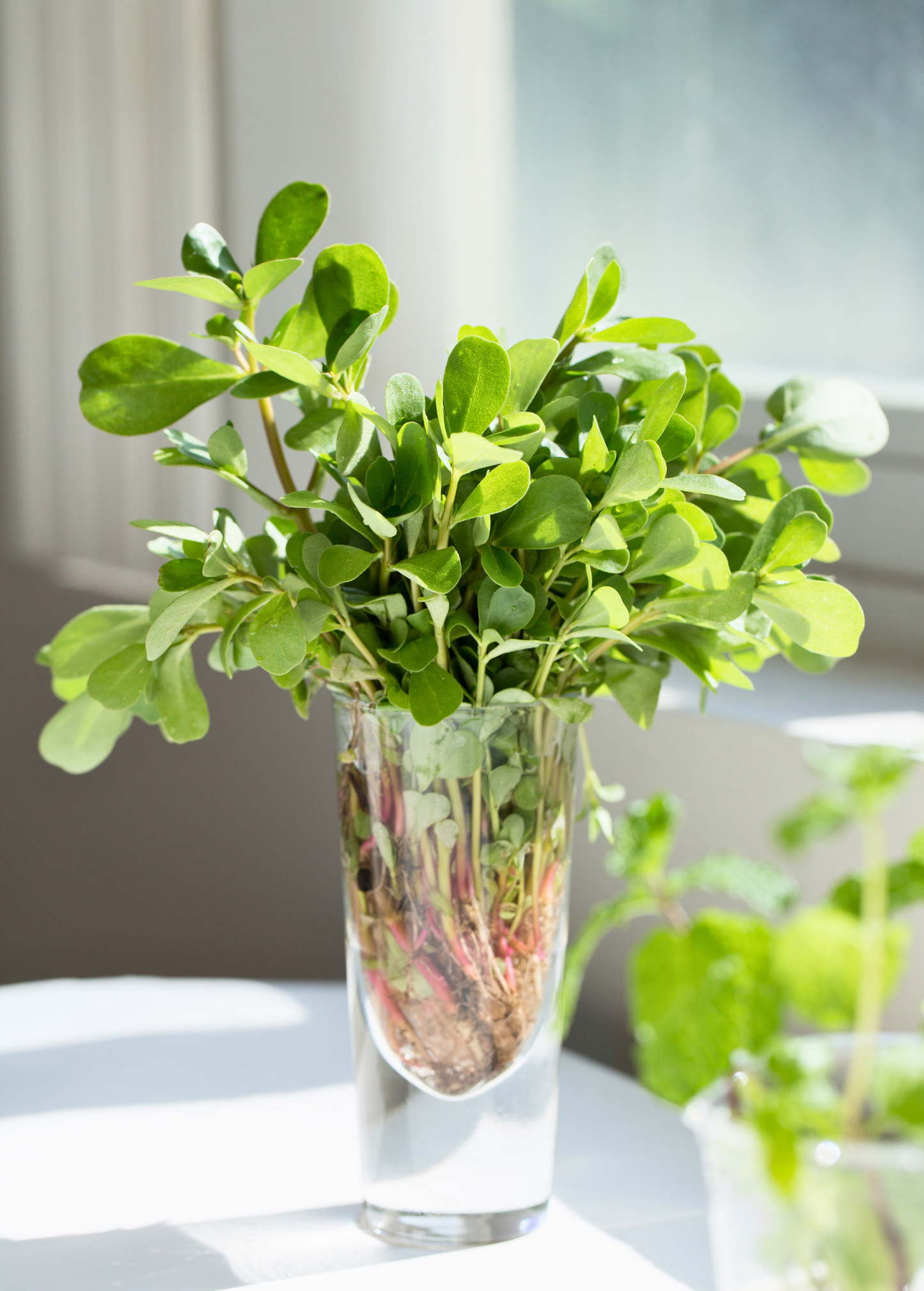Purslane herb cuttings with green rounded leaves in glass vase Sow Exotic landscaping plant on Tampa Home & Garden Store
