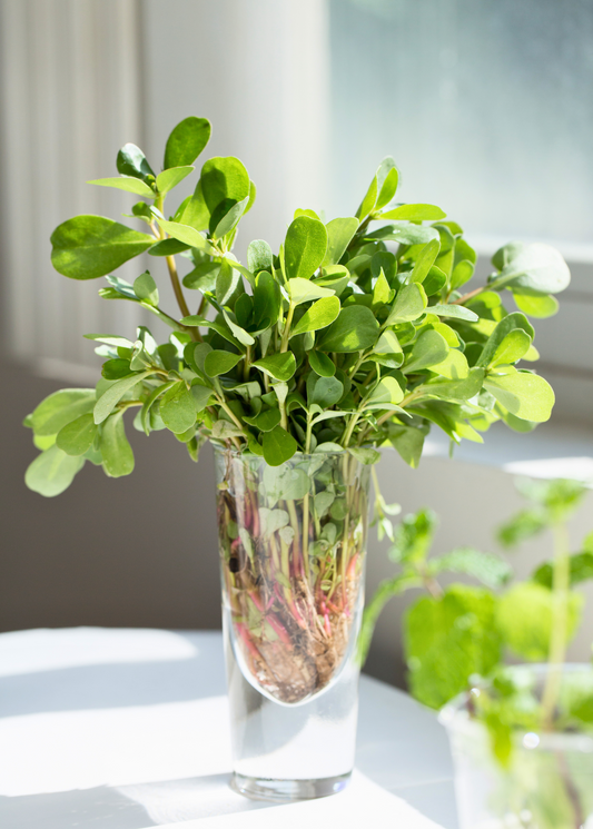 Purslane herb cuttings with green rounded leaves in glass vase Sow Exotic landscaping plant on Tampa Home & Garden Store