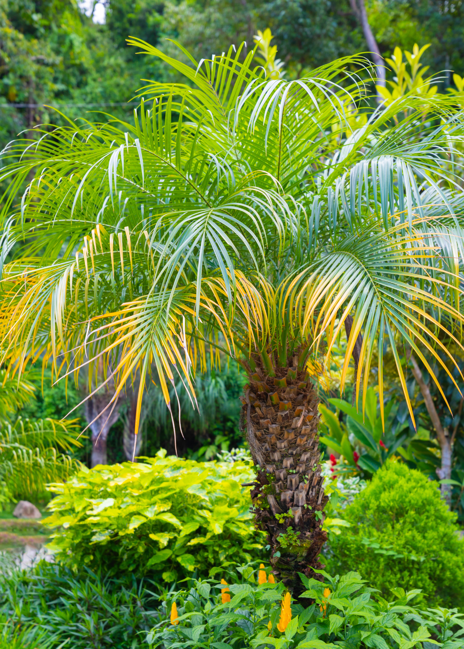 Pygmy Date Palm (Phoenix roebelenii) - Tampa Home & Garden Store