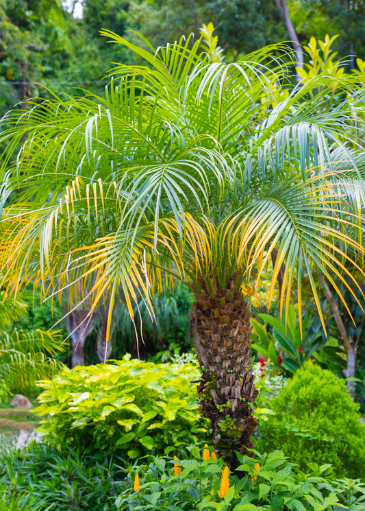 Pygmy Date Palm (Phoenix roebelenii) - Tampa Home & Garden Store