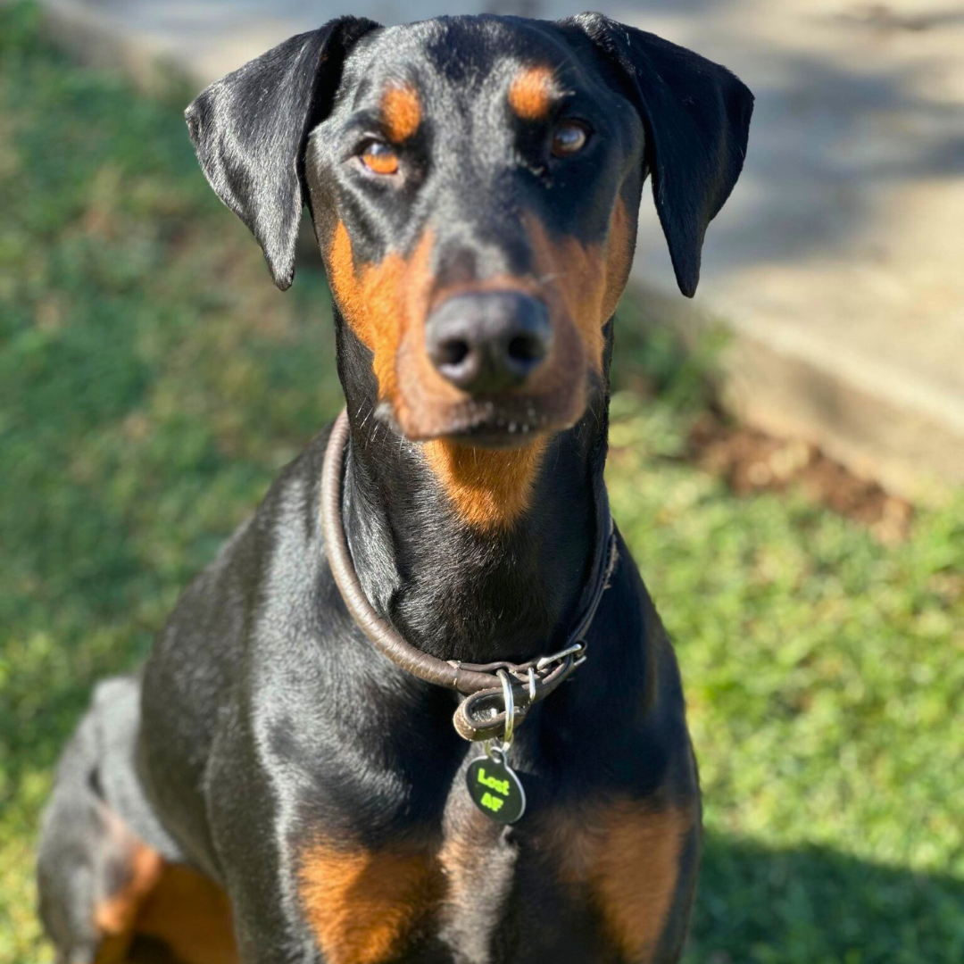 QR ID Pet Tag - Lost AF - Tampa Home & Garden Store