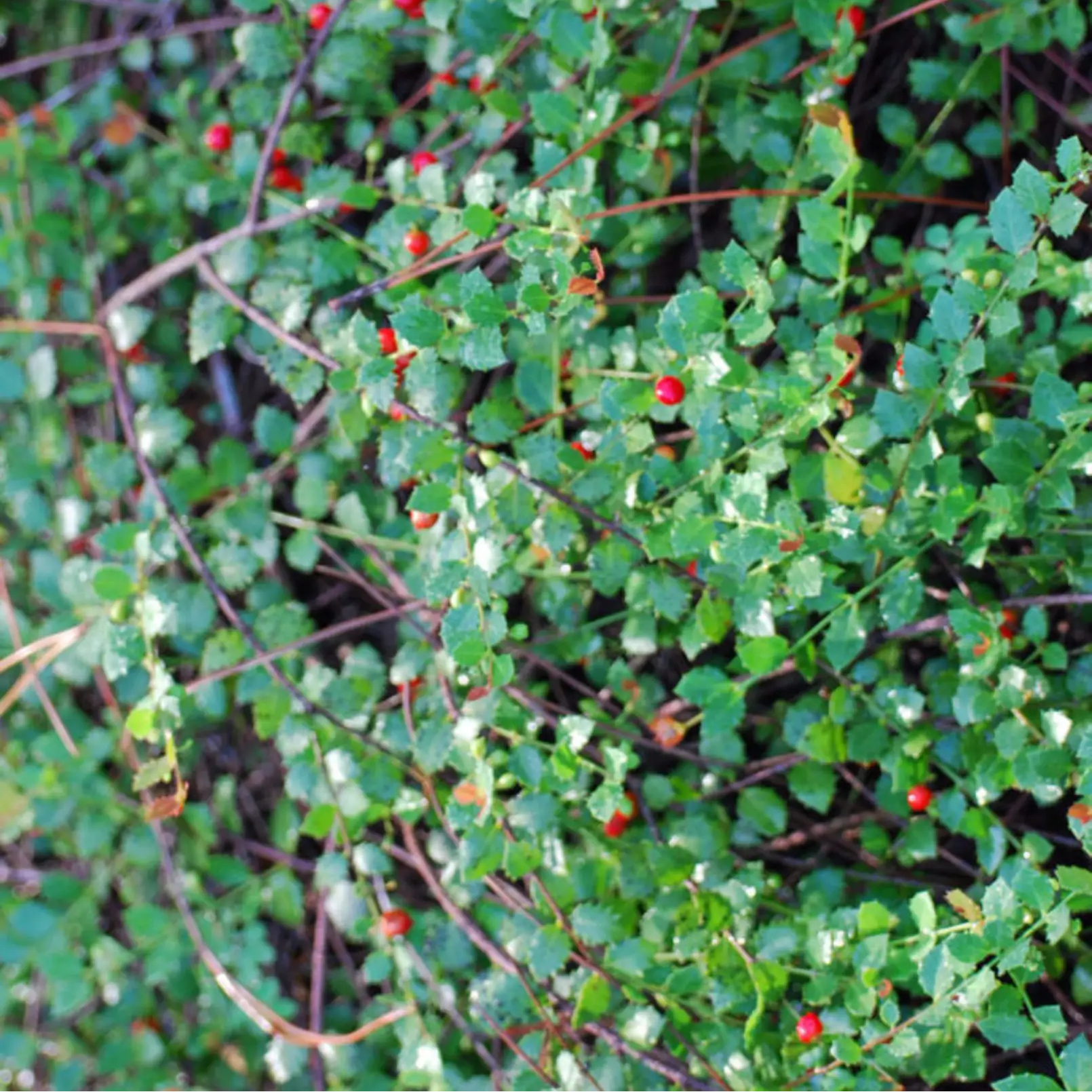 Quail Berry plant Crossopetalum ilicifolium, fruiting shrub with lobed leaves and red berries on Tampa Home & Garden Store