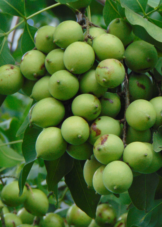 Spanish Lime Tree, Quenepa (Melicoccus bijugatus)