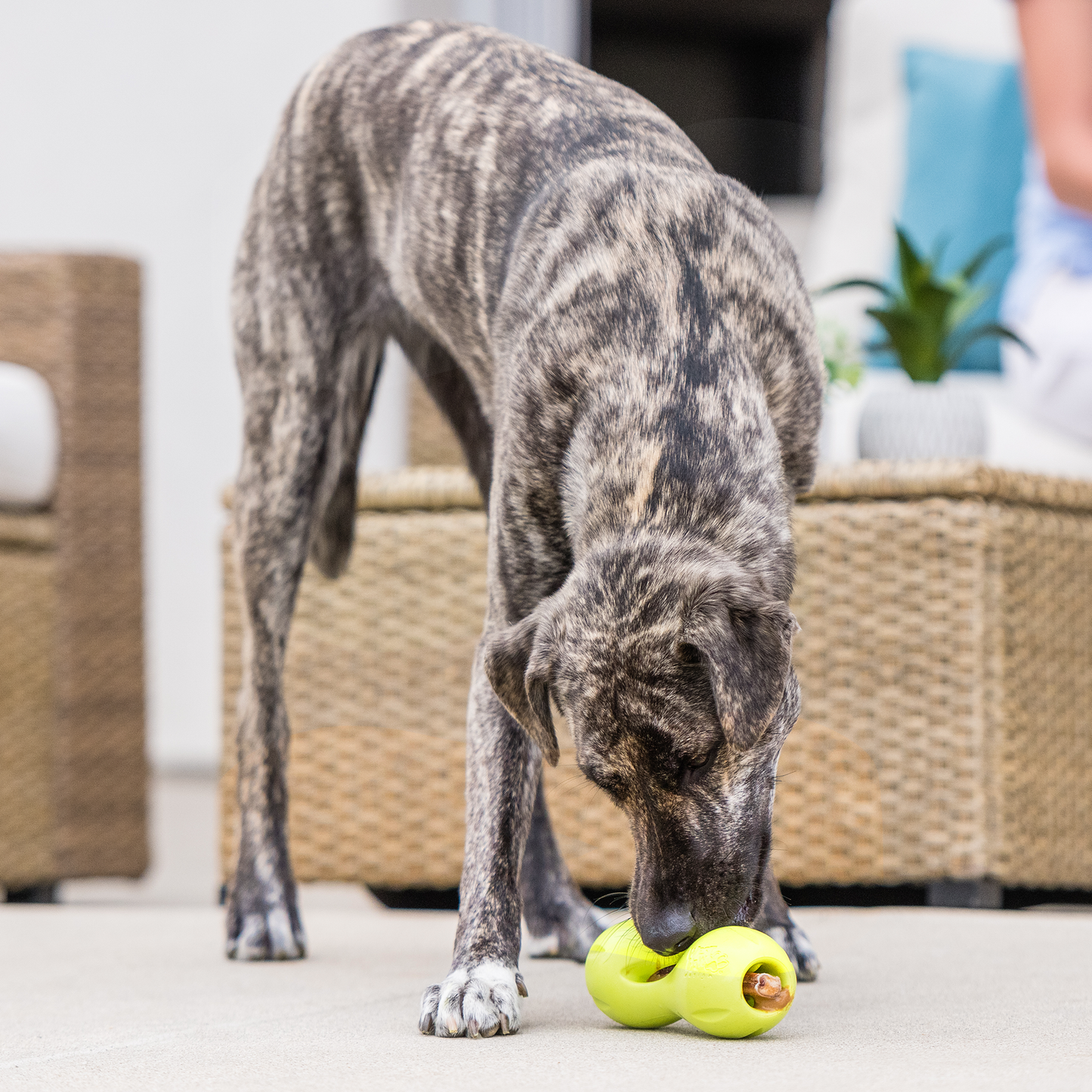 Qwizl Treat Toy for Dogs and Tough Chew Puzzle