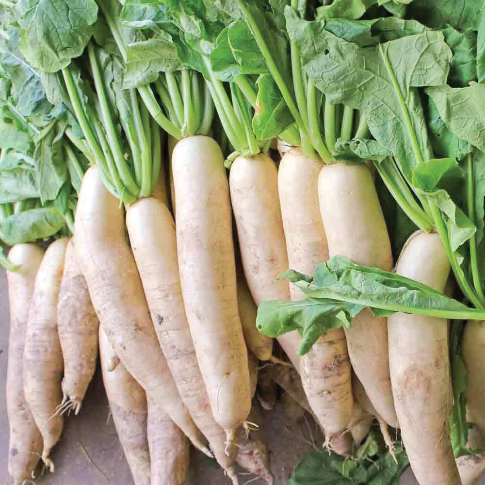 Daikon radishes with green tops, Seedtime Store seeds on Tampa Home & Garden Store
