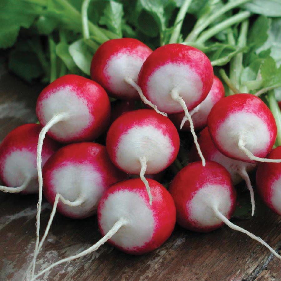 Sparkler White Tip Radish seeds from Seedtime Store; red globe roots with white tips on Tampa Home & Garden Store