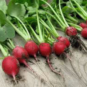 Cherry Belle radishes with greens and soil, heirloom bulk seeds from 99Heirlooms.com on Tampa Home & Garden Store