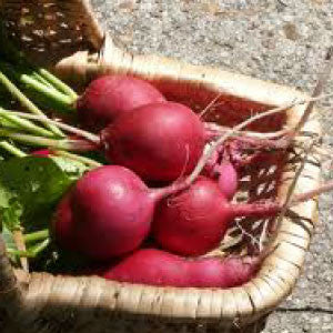 RADISH Seeds, German Giant - Tampa Home & Garden Store