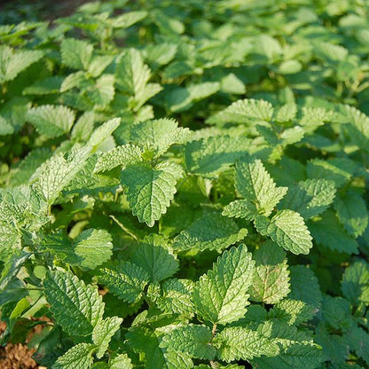 Lemon Balm seeds from Seedtime Store showing lush green lemon balm plant with serrated leaves on Tampa Home & Garden Store