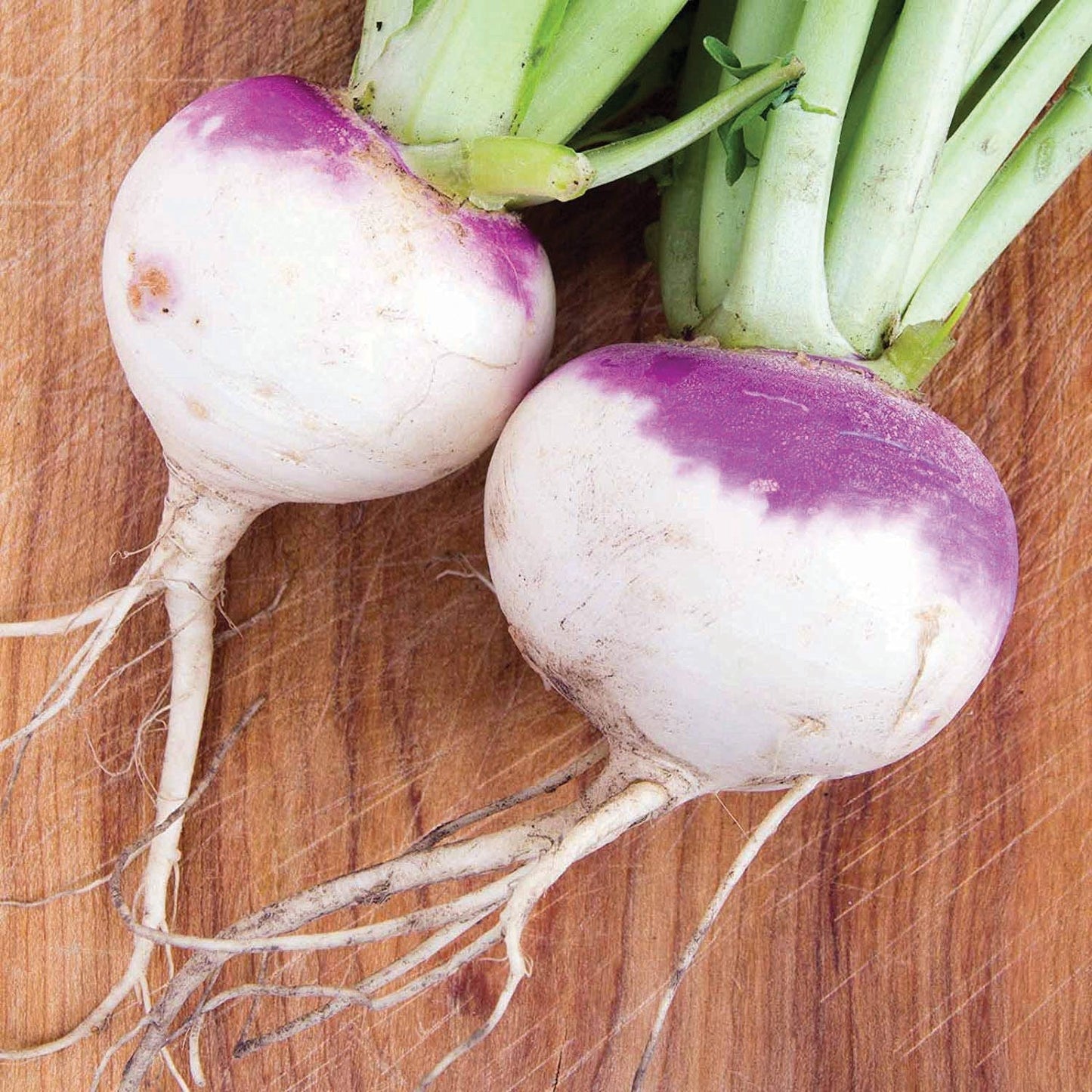 American Purple Top Rutabaga roots with purple tops and white bulbs, two tubers on board on Tampa Home & Garden Store