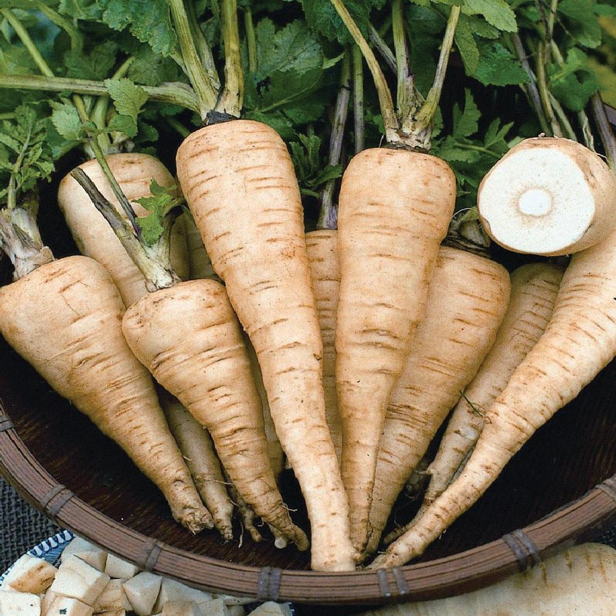 Hollow Crown Parsnip roots pale orange in a basket Seedtime Store seeds on Tampa Home & Garden Store