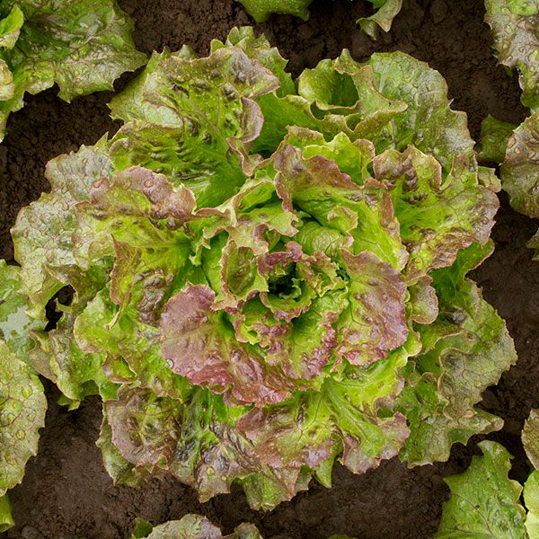 Lovelock Lettuce Seeds Seedtime Store; green-red rosette heads, multiple plants on Tampa Home & Garden Store