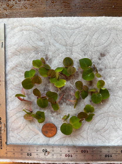 Red Root Floater