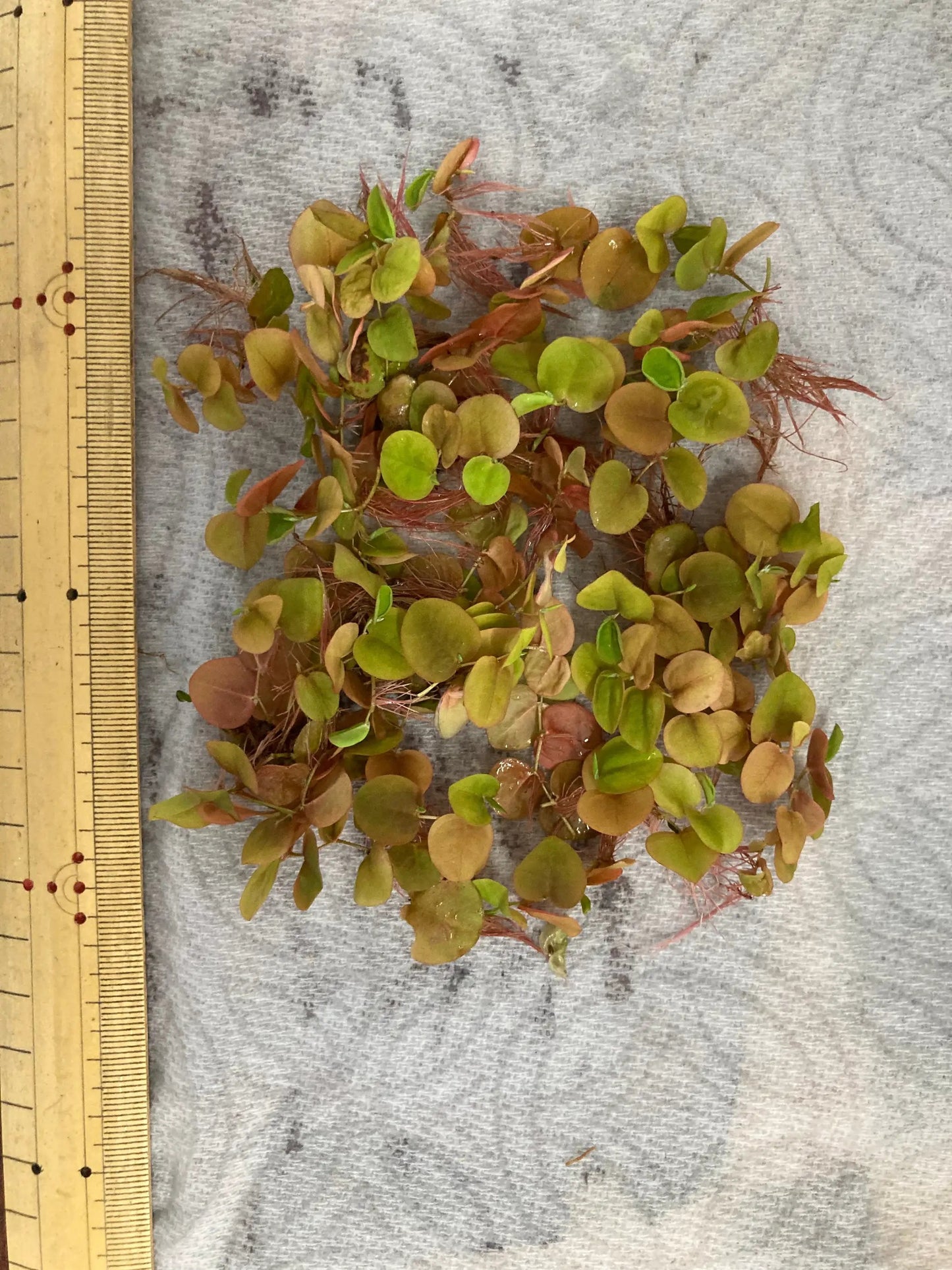 Phyllanthe nageant