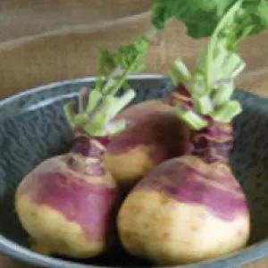 Rutabaga American Purple Top roots, heirloom bulk produce in bowl on Tampa Home & Garden Store