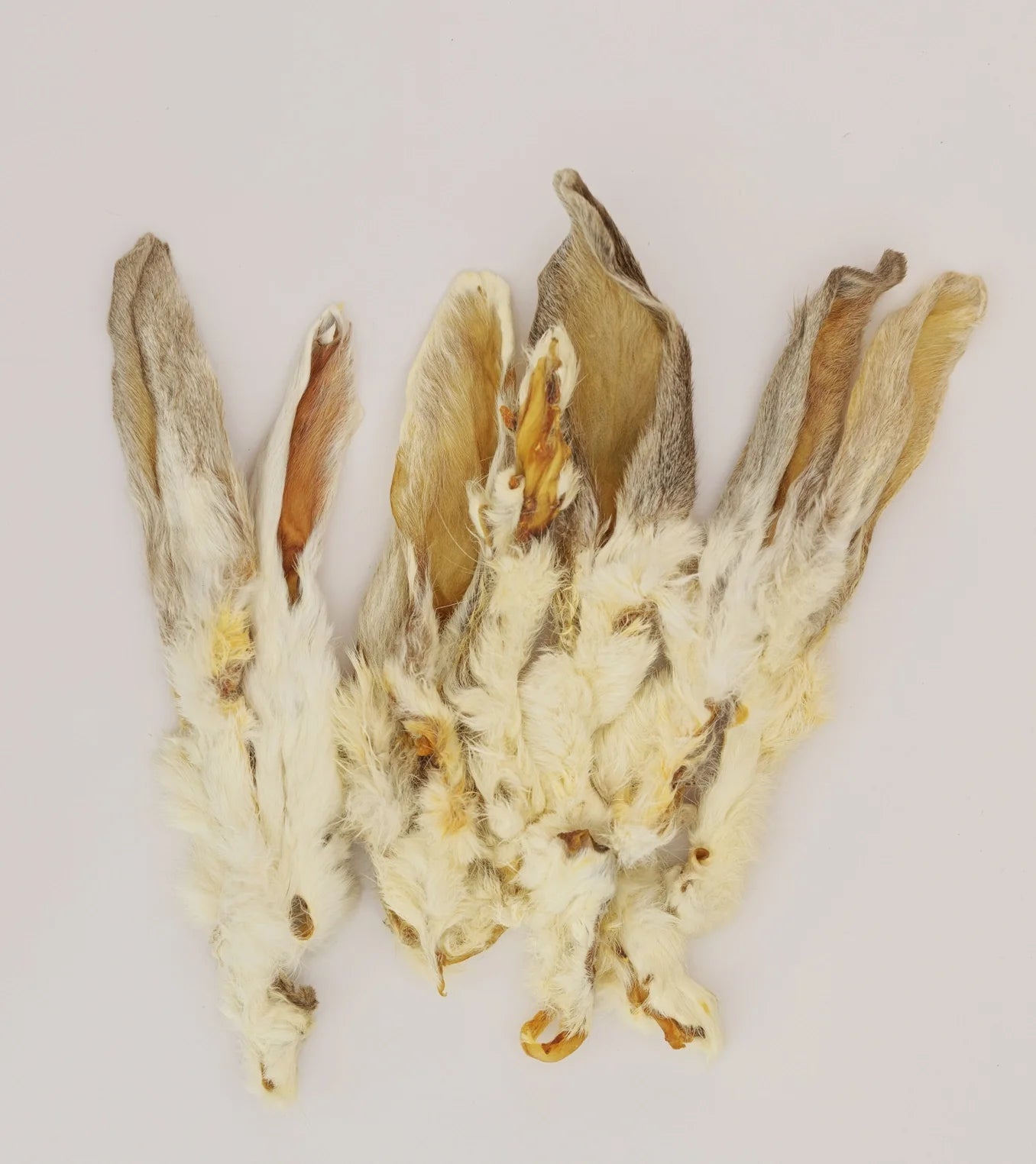 Rabbit Ear - 1 Count - Tampa Home & Garden Store